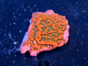 Montipora - Cherry Tree