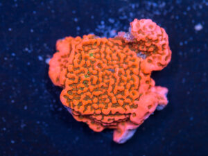 Montipora - Cherry Tree