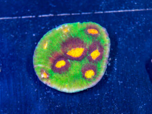 Chalice - Raja Rampage