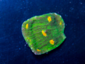 Chalice - Space Invader