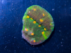 Chalice - Space Invader