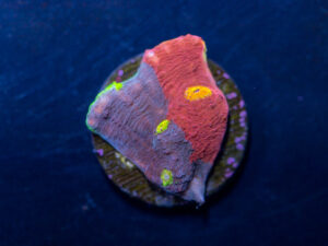 Chalice - Rainbow Jellybean