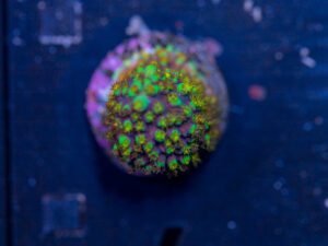 Acropora - Red Polyp Dallas