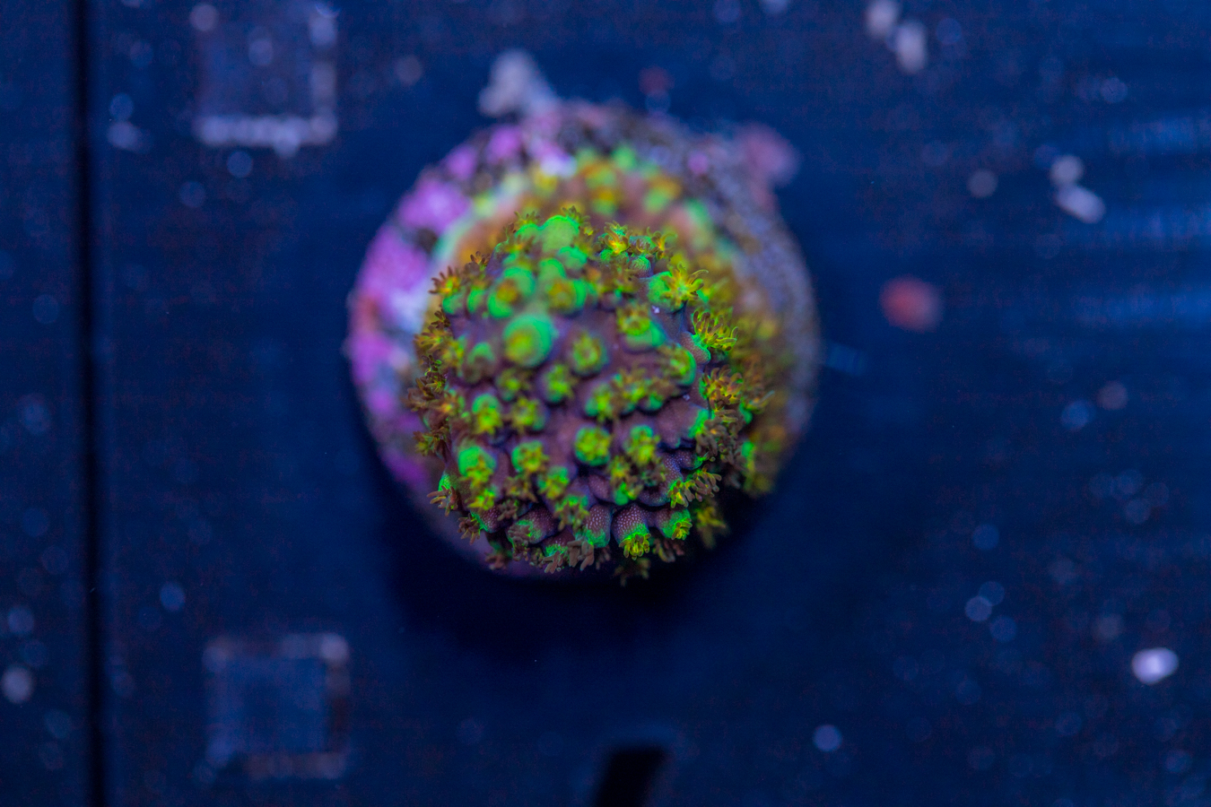 Acropora - Red Polyp Dallas 1 Acropora - Red Polyp Dallas