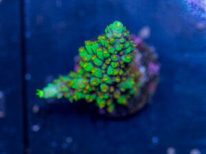 Acropora - Red Polyp Dallas