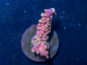 Acropora - Bubblegum Unicorn
