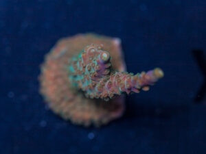 Acropora - Bubblegum Unicorn