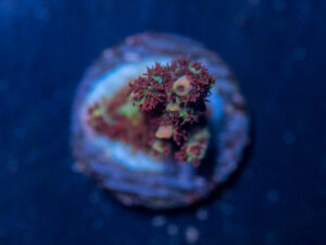 Acropora - Fruity Pebbles