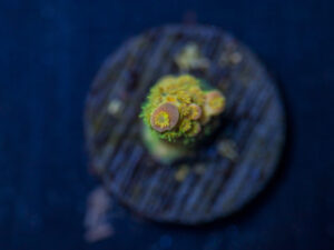 Acropora - Walt Disney