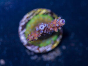 Acropora - Pink Cadillac