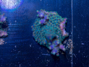 Acropora - Goosebump