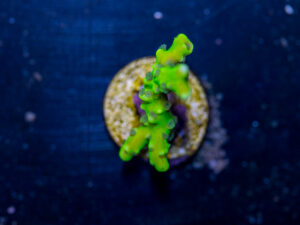 Anacropora - Green Goblin