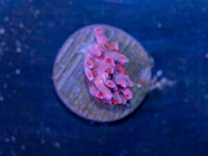 Acropora - Cotton Candy Carnage