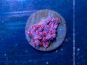 Acropora - Cotton Candy Carnage