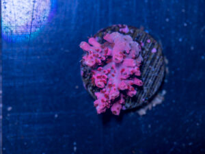 Acropora - Cotton Candy Carnage
