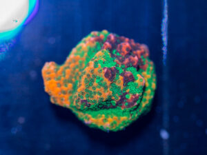 Montipora - Grafted Kaleidoscope