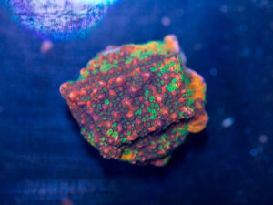 Montipora - Grafted Kaleidoscope