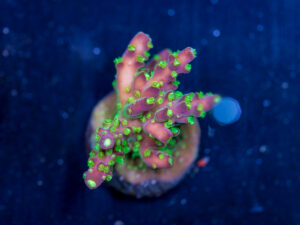 Acropora - Rainbow Loom