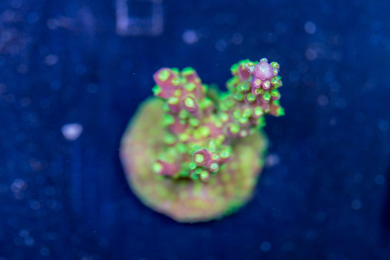 Acropora - Rainbow Loom 1 Acropora - Rainbow Loom