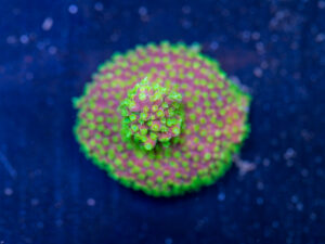 Acropora - Rainbow Loom