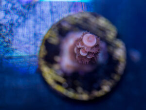 Acropora - Cherry Bomb