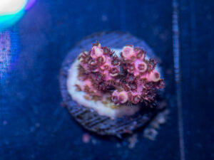 Acropora - Fruit Ninja