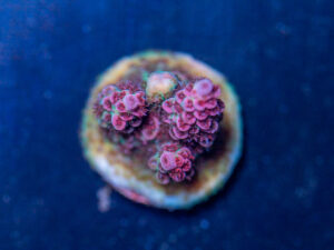 Acropora - Dragonfruit
