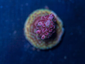 Acropora - Dragonfruit