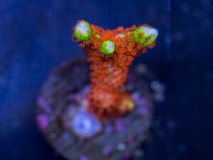 Montipora - Bubblegum Digitata