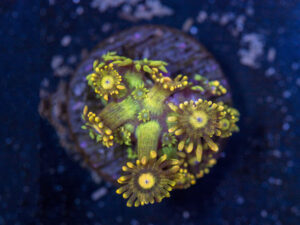 Goniopora - Holy Grail