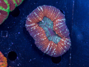 Lobophyllia