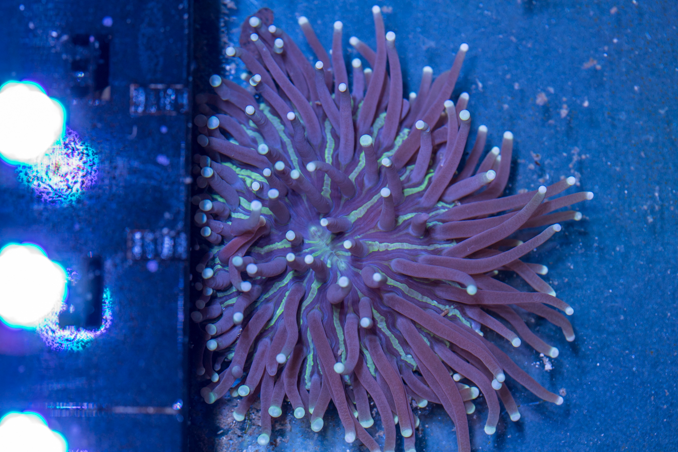 Heliofungia 1 Heliofungia