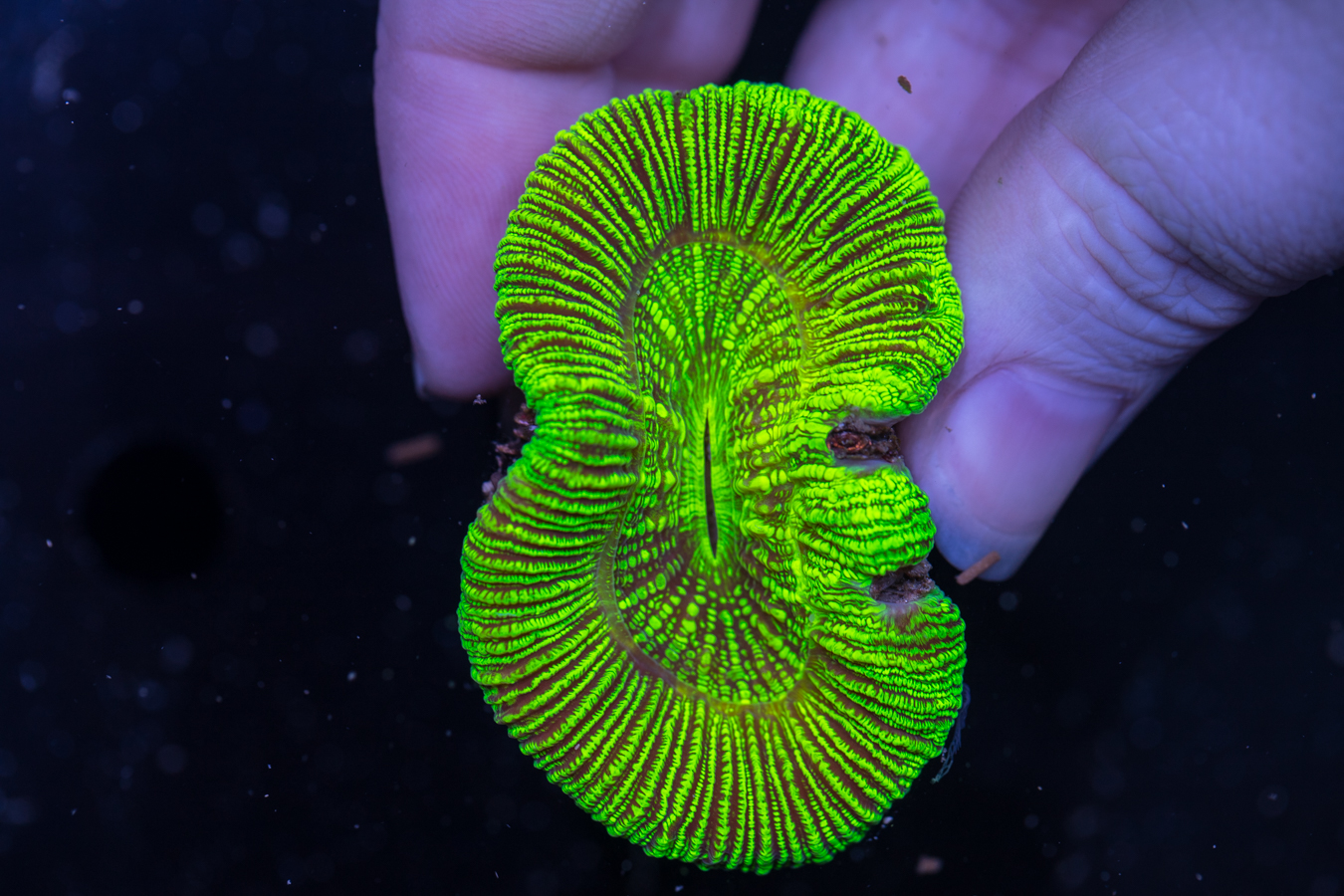 Trachyphyllia 1 Trachyphyllia