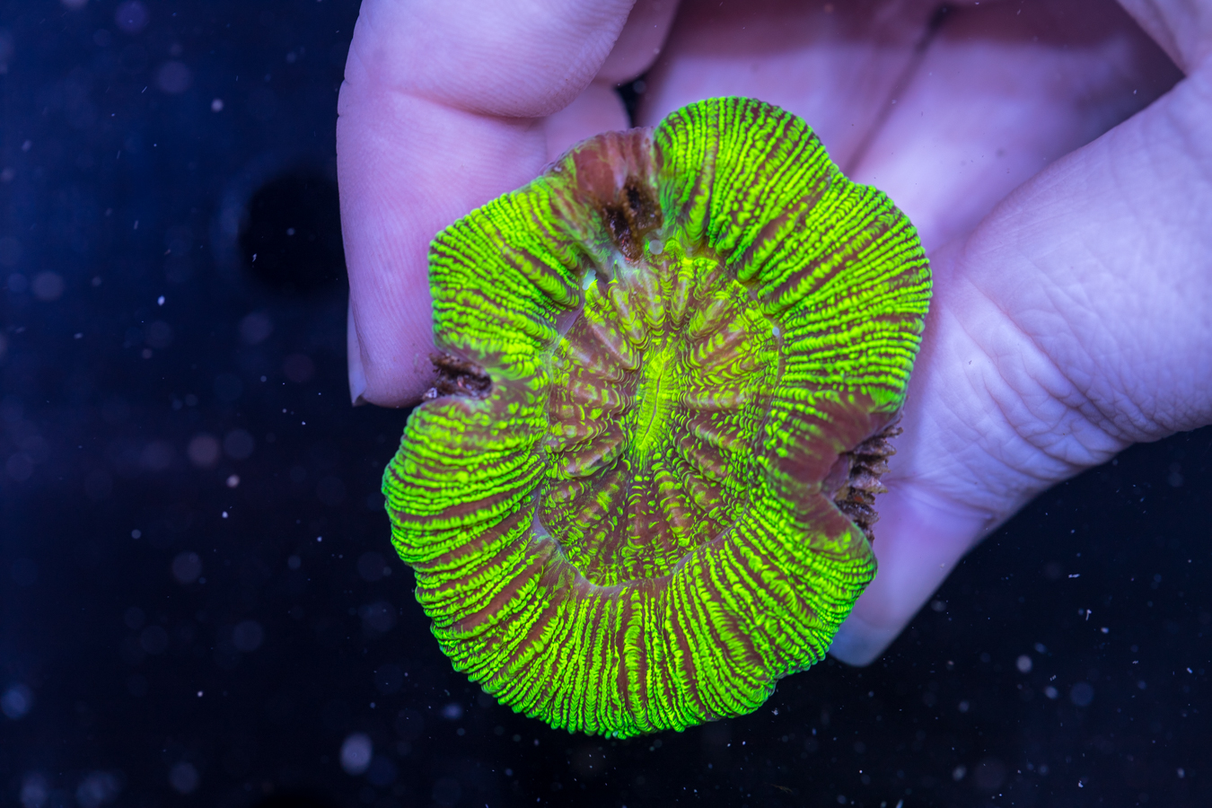 Trachyphyllia 1 Trachyphyllia