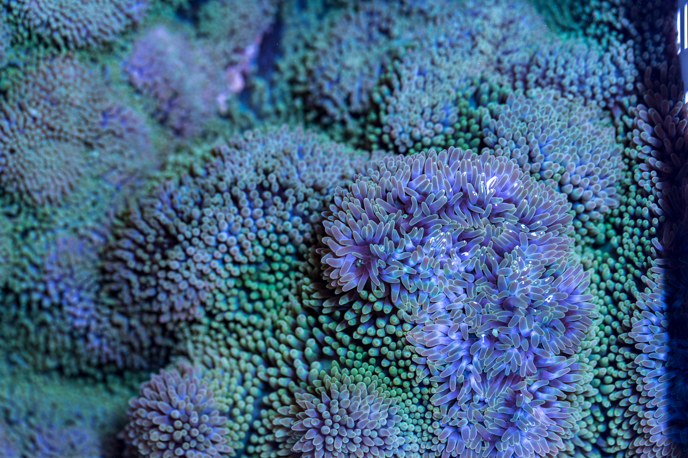 Gigantea Anemone 1 Gigantea Anemone