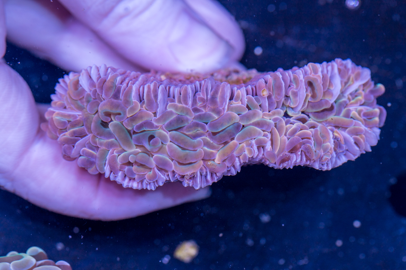 Hammer - Rainbow 1 Hammer - Rainbow