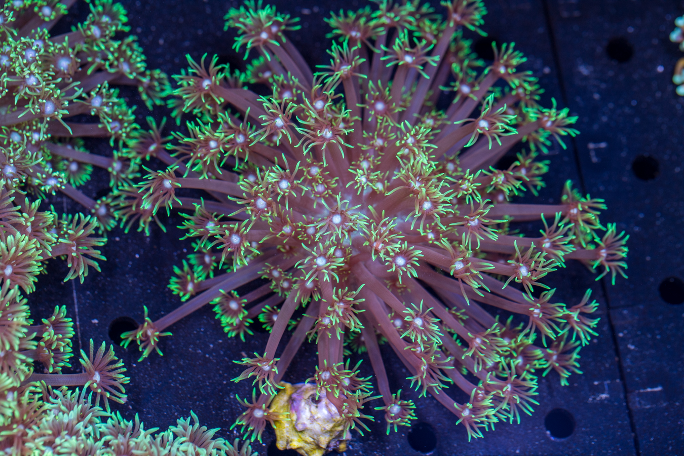 Goniopora 1 Goniopora