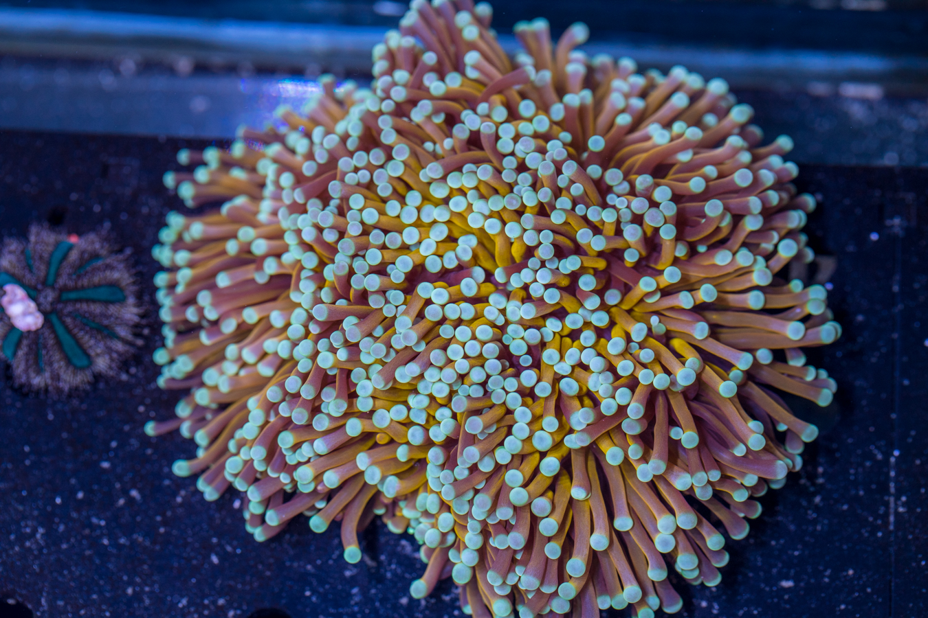 Torch - Mint Tip 1 Torch - Mint Tip