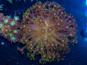 Goniopora - Grass Fire