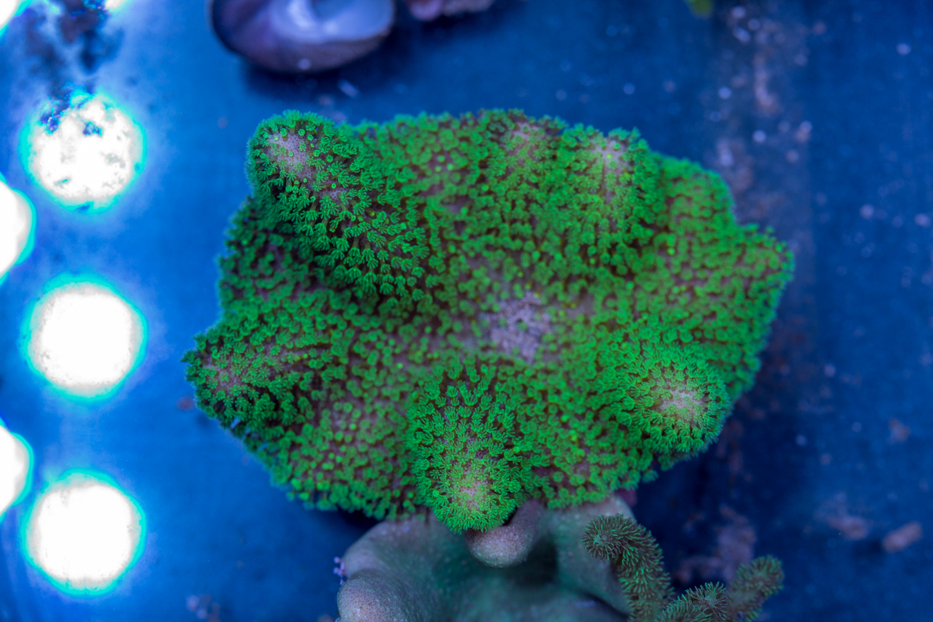 Toadstool Leather 1 Toadstool Leather