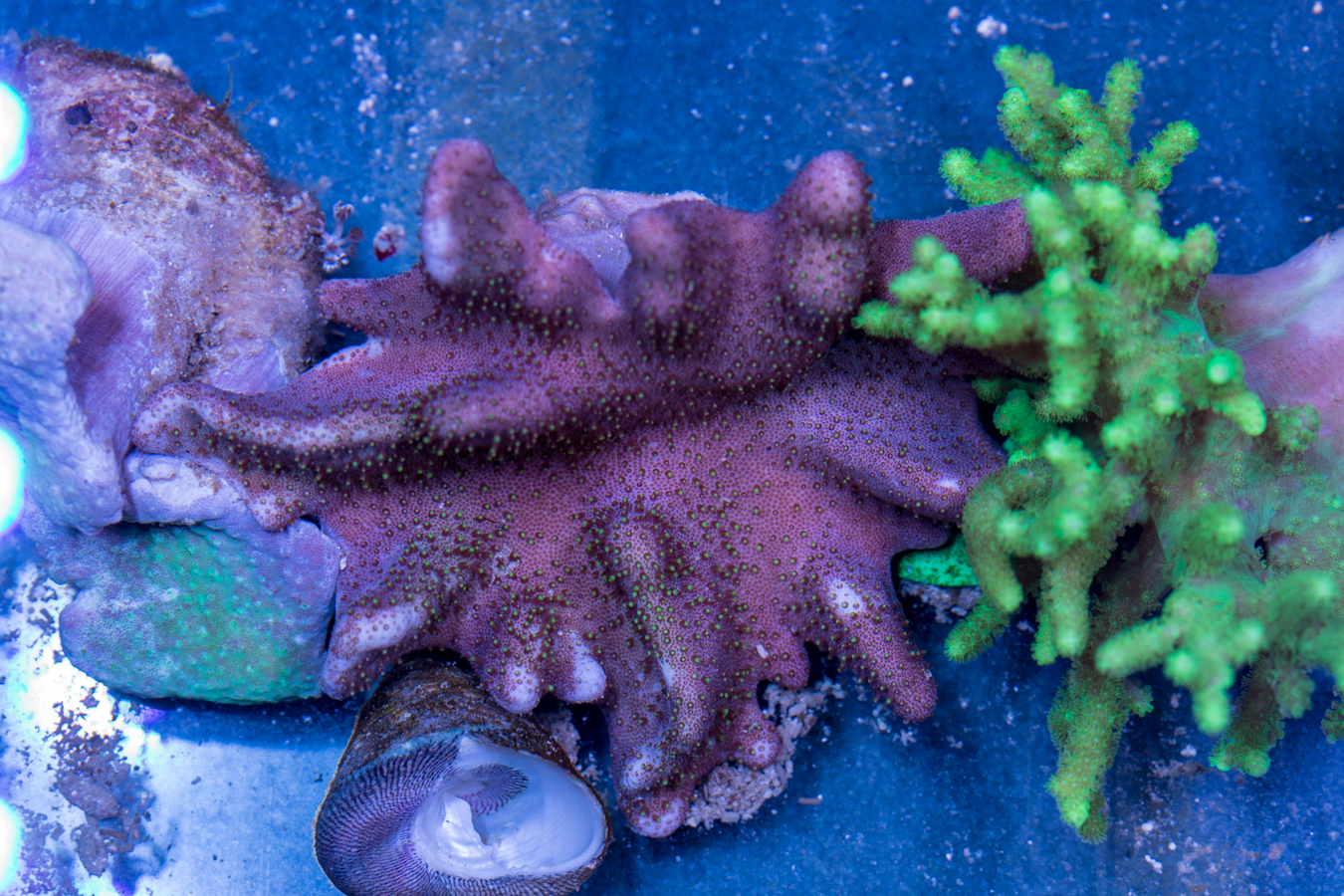 Toadstool Leather 1 Toadstool Leather