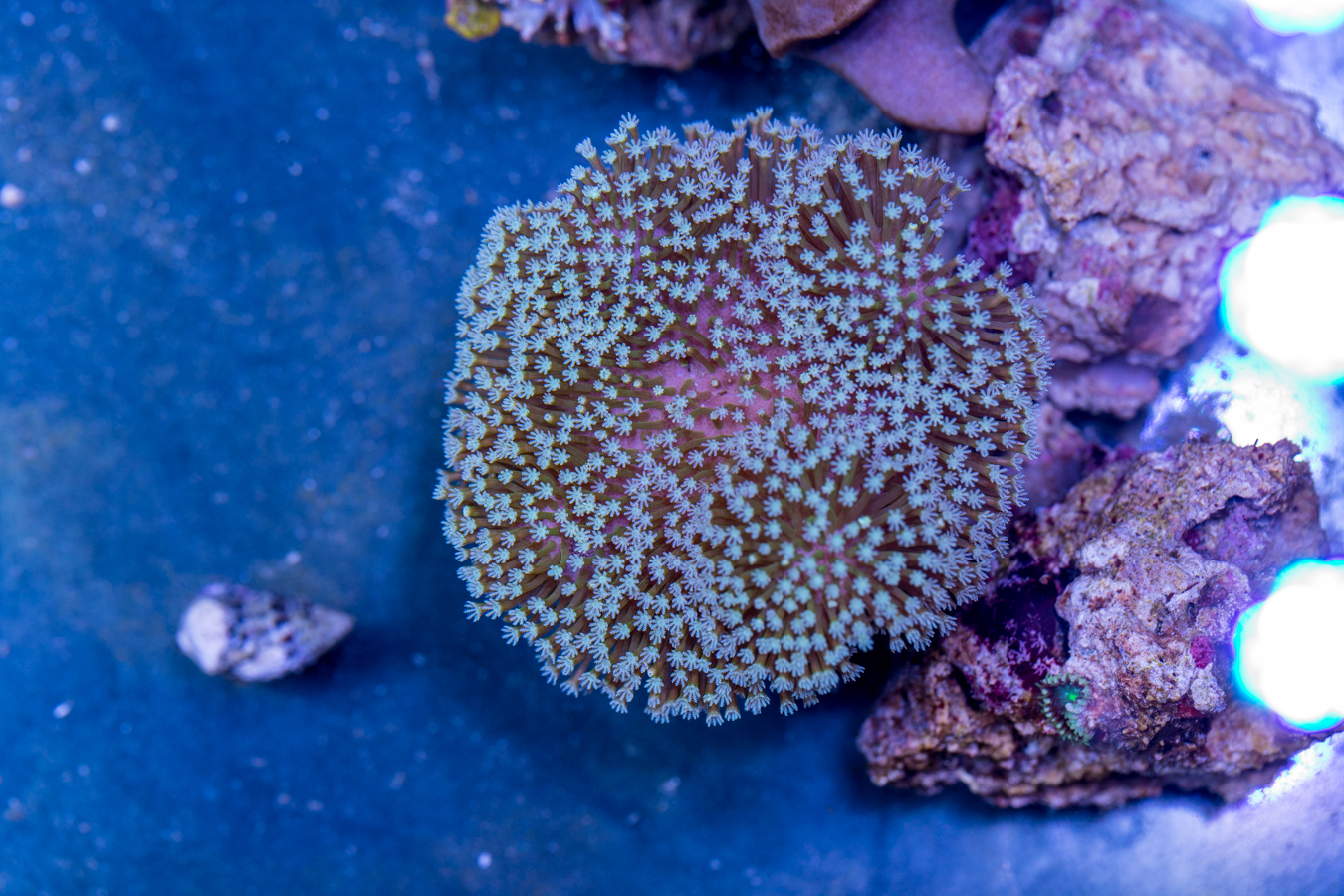 Toadstool Leather 1 Toadstool Leather