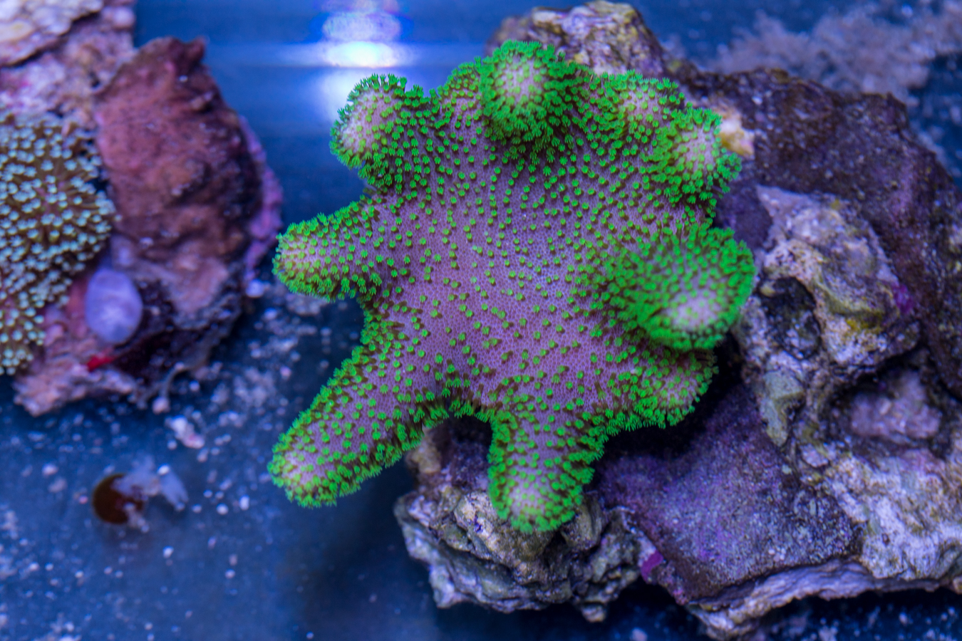 Toadstool Leather 1 Toadstool Leather