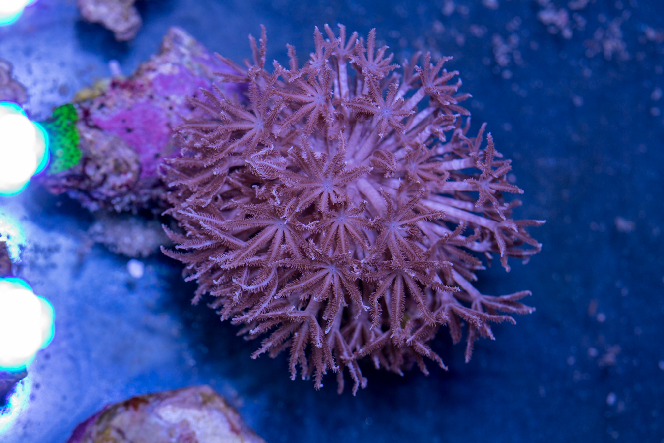 Xenia - Pulsating 1 Xenia - Pulsating