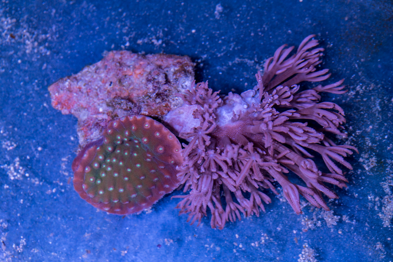 Xenia - Pulsating 1 Xenia - Pulsating