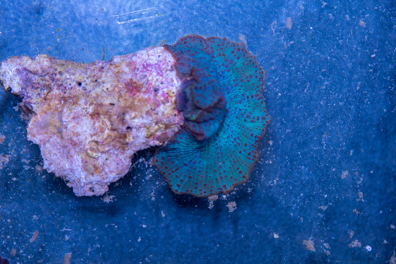 Corallimorph 1 Corallimorph