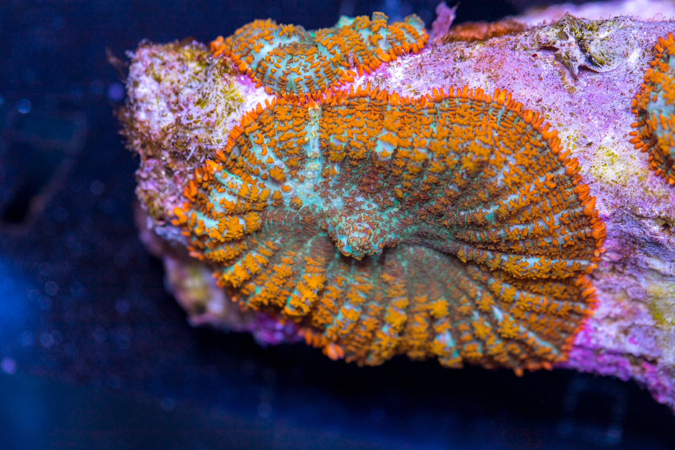 Rhodactus 1 Rhodactus