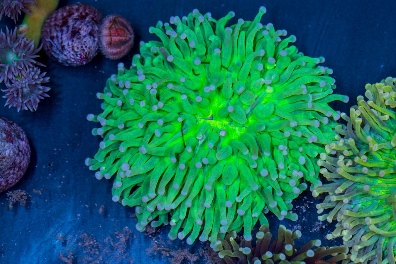 Heliofungia 1 Heliofungia