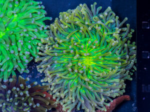 Heliofungia - Sun God