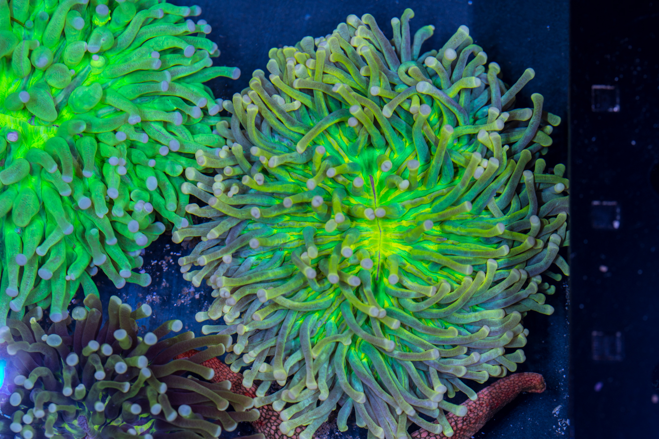 Heliofungia - Sun God 1 Heliofungia - Sun God